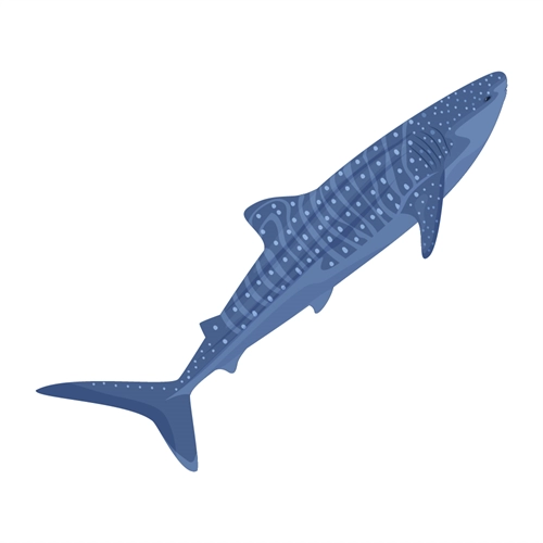 Under the Sea Theme Whale Shark Transparent Sticker